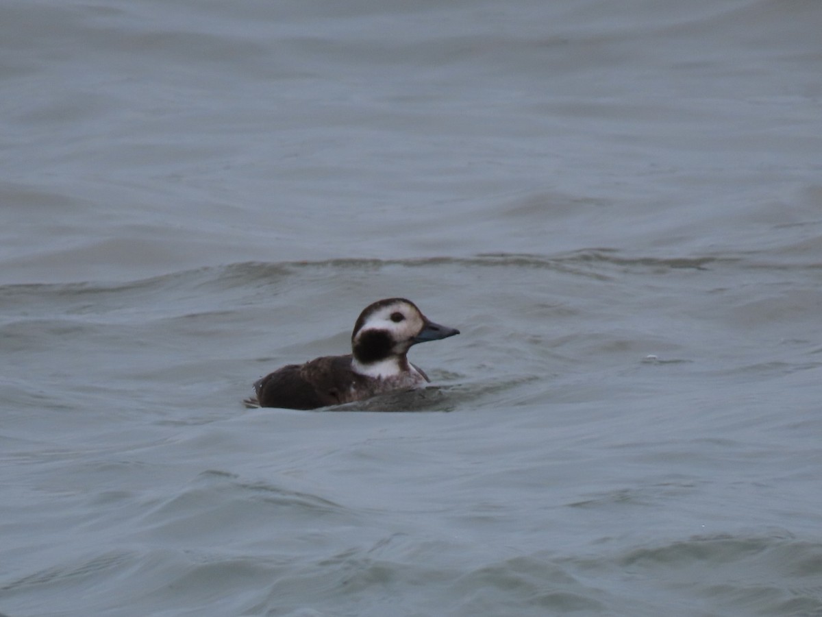 Long-tailed Duck - ML614372544