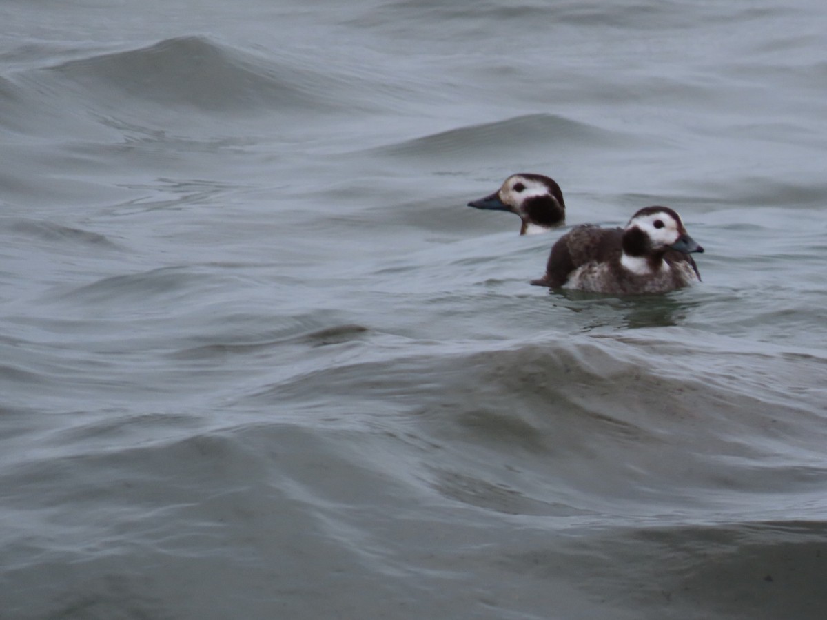 Long-tailed Duck - ML614372545