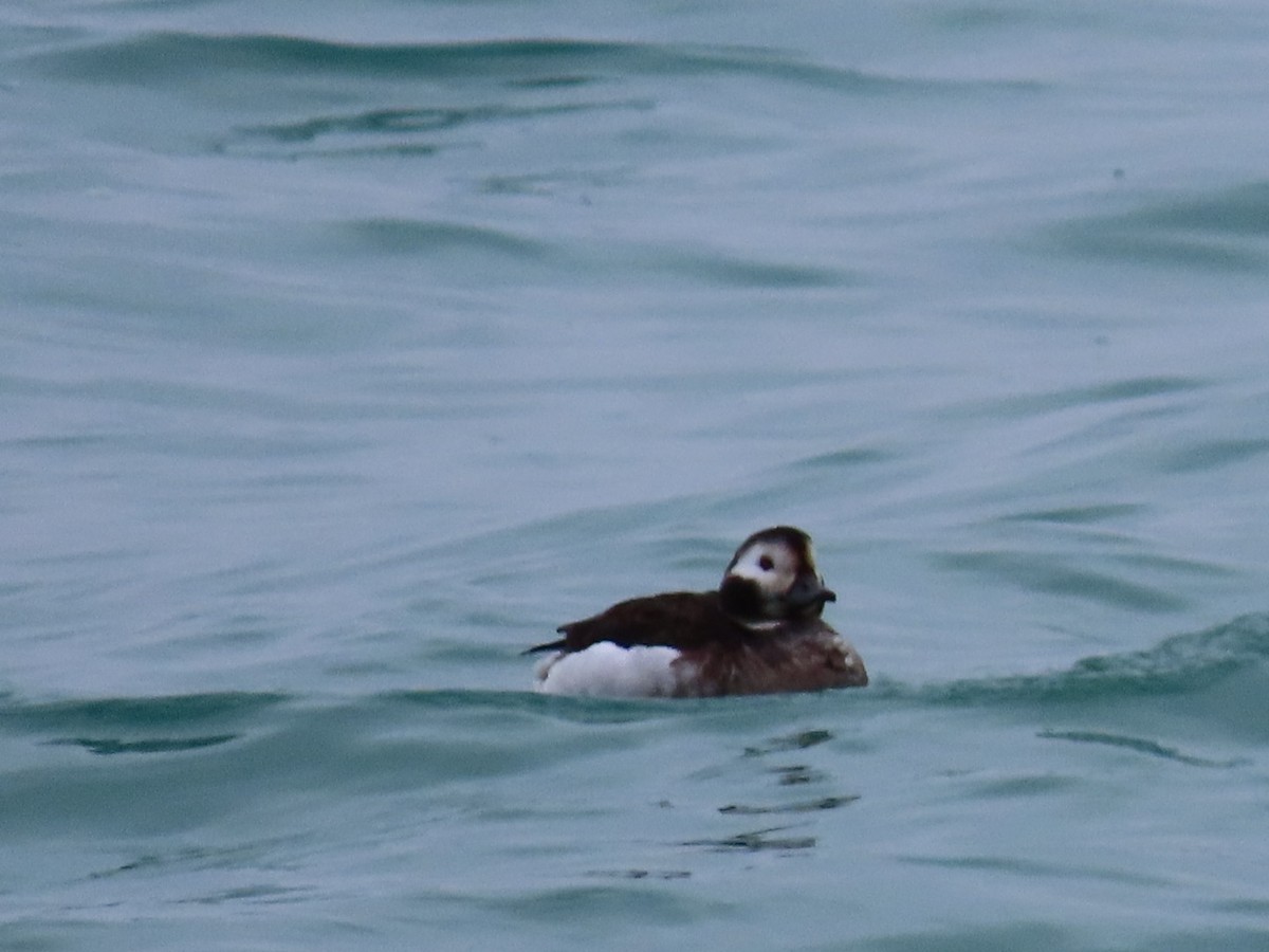 Long-tailed Duck - ML614372546