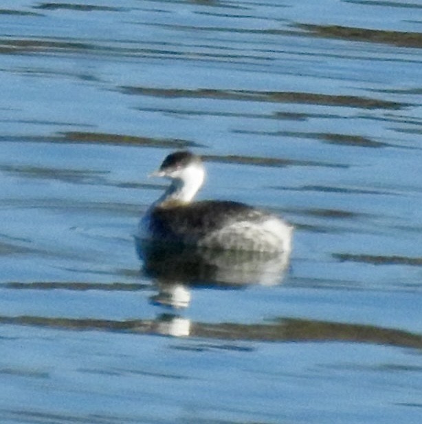 Horned Grebe - ML614372551