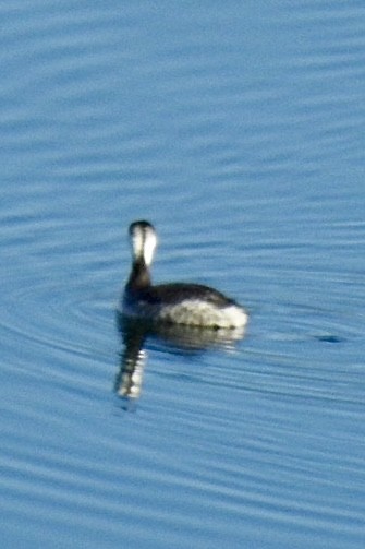 Horned Grebe - ML614372552