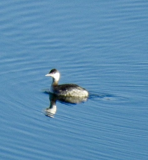 Horned Grebe - ML614372553