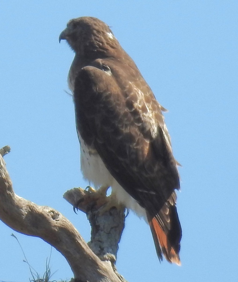 Red-tailed Hawk - ML614372583