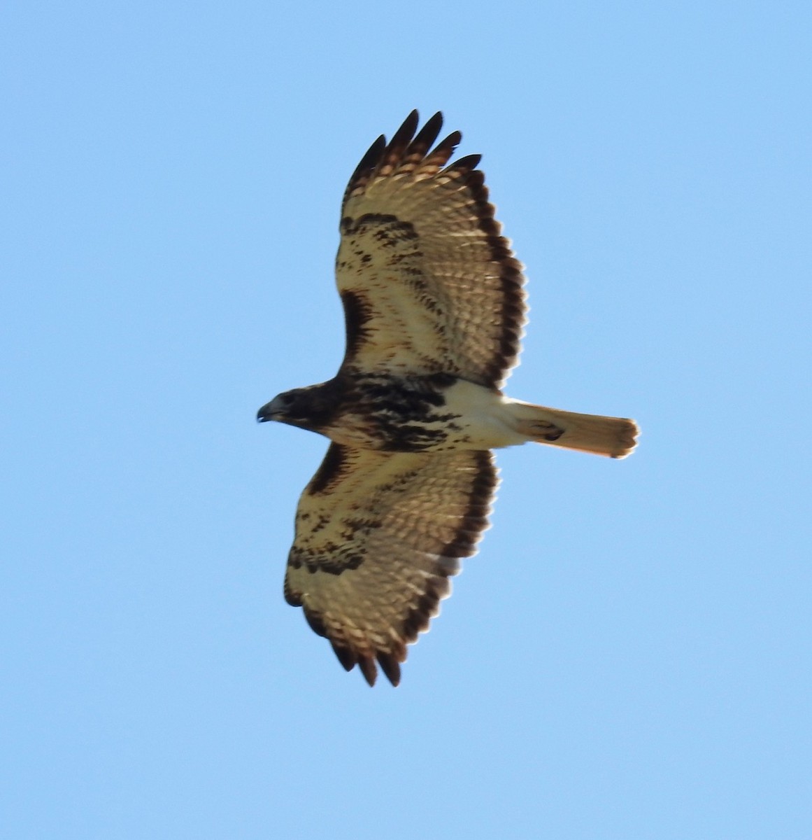 Red-tailed Hawk - ML614372584