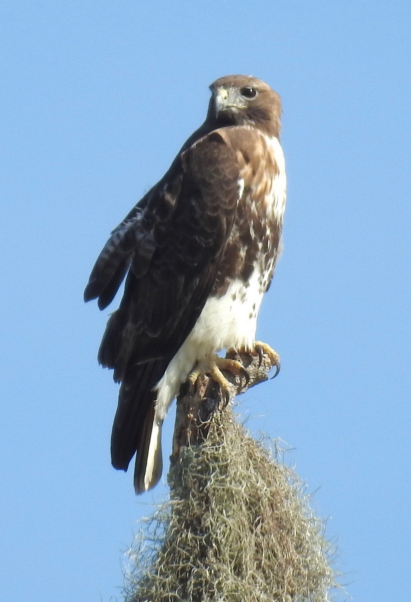 Red-tailed Hawk - ML614372585