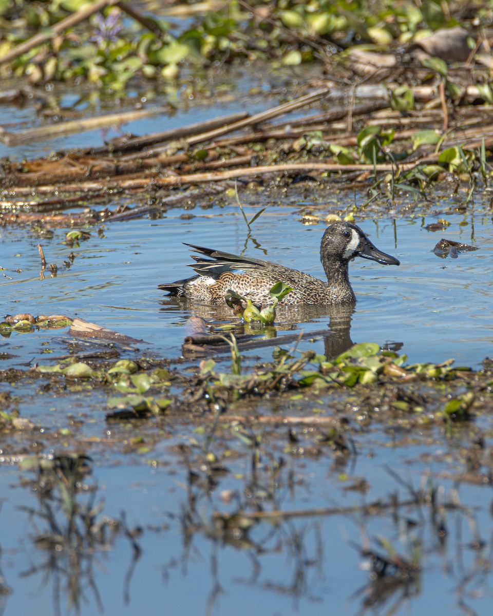 Blue-winged Teal - ML614372688