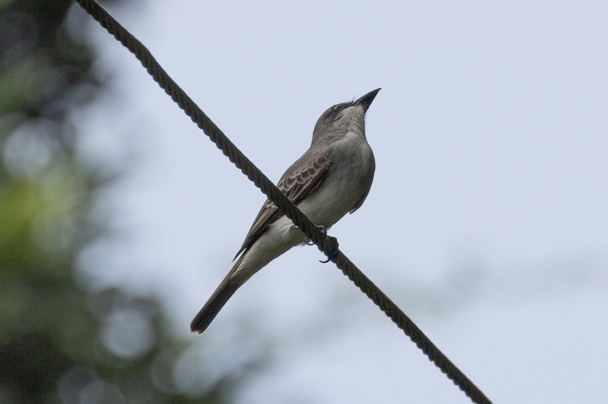 Gray Kingbird - ML614372773