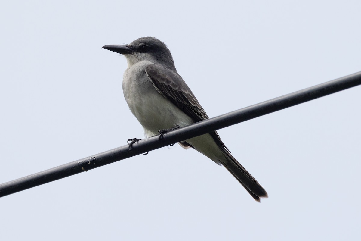 Gray Kingbird - ML614372790