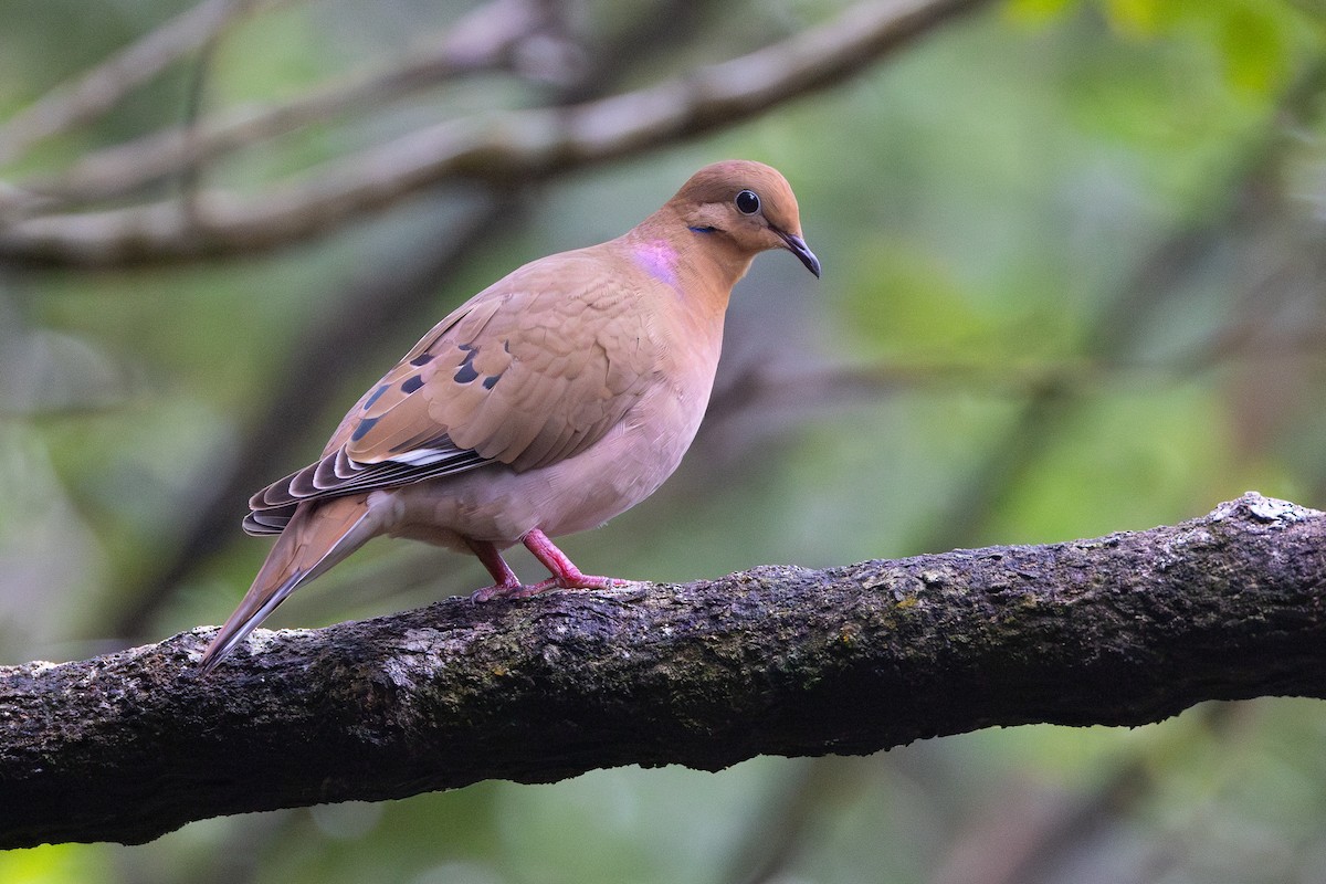 Zenaida Dove - ML614372799