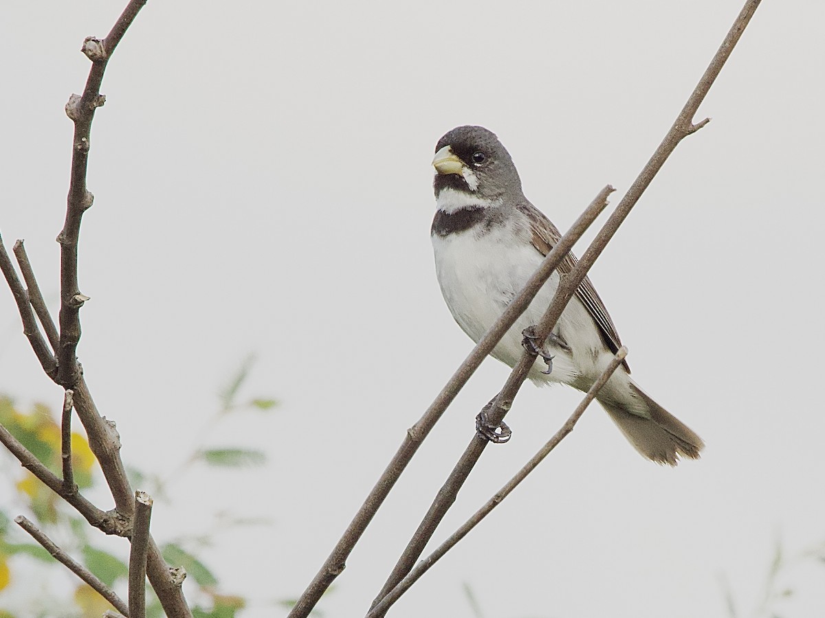 Double-collared Seedeater - ML614372801