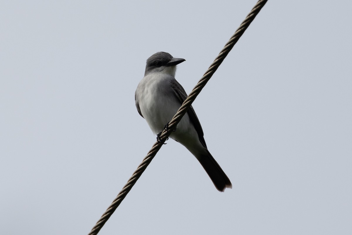 Gray Kingbird - ML614372803