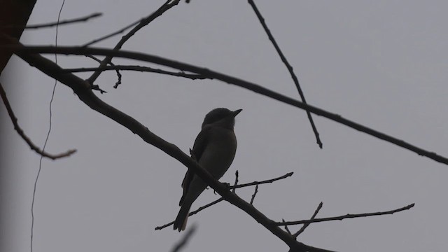 Large Woodshrike - ML614372845