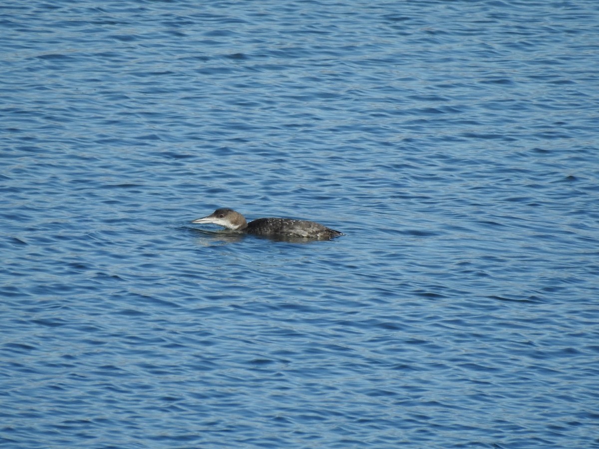 Plongeon huard - ML614372909