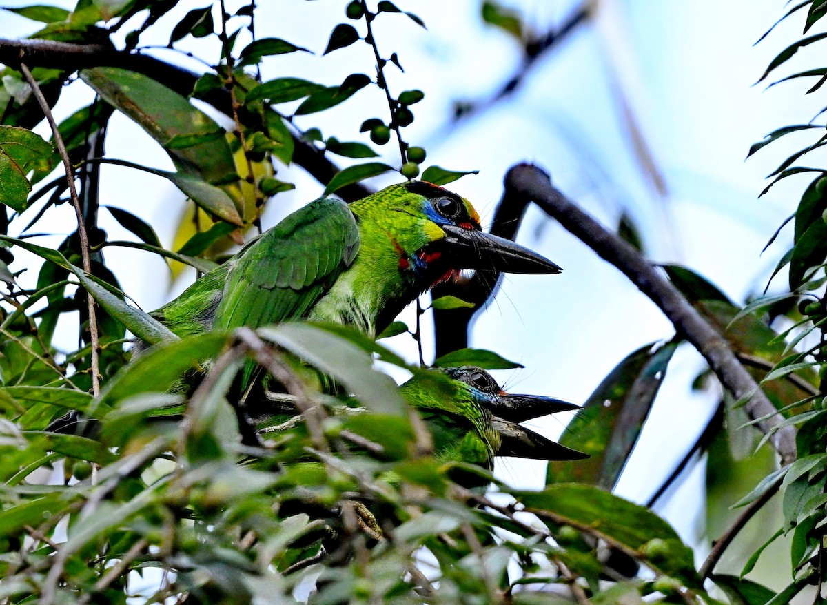 Red-throated Barbet - Amar-Singh HSS