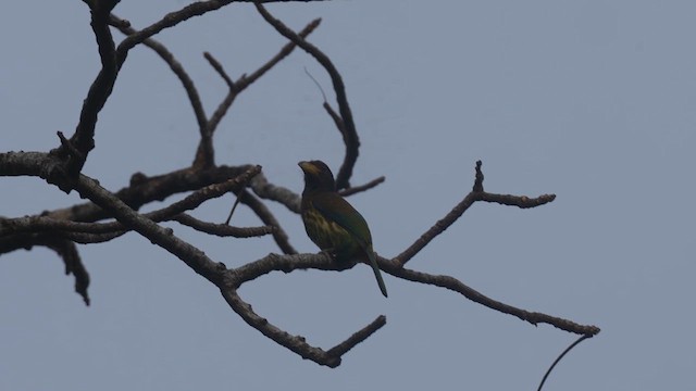 Great Barbet - ML614372991