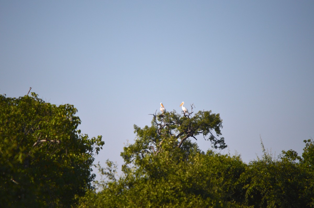 Great White Pelican - ML614373105