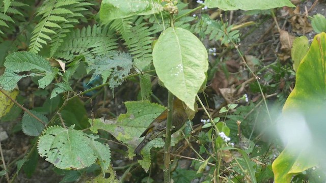 Camachuelo Escarlata - ML614373117