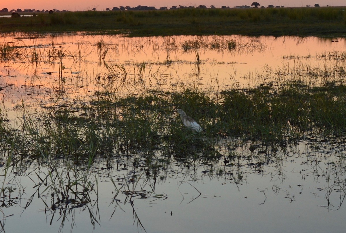 Squacco Heron - ML614373151