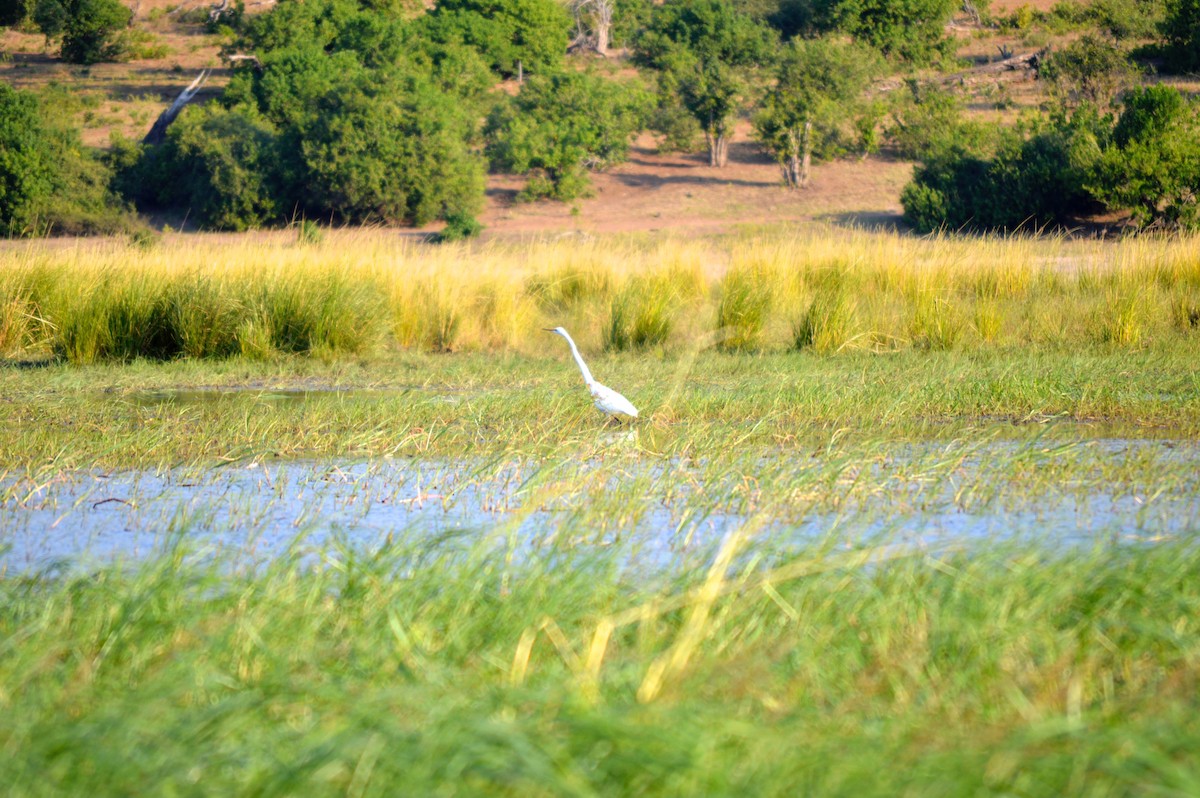 Great Egret - ML614373159