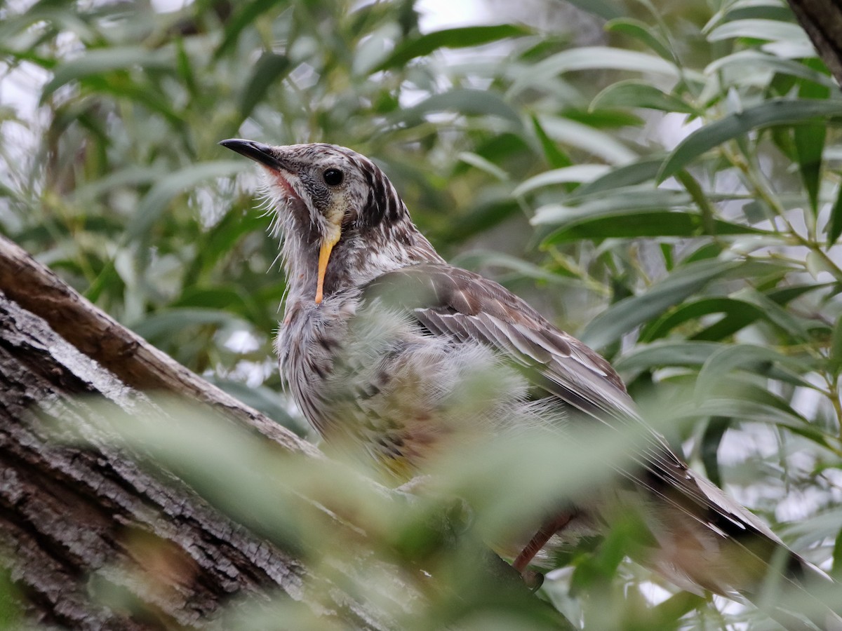 Yellow Wattlebird - ML614373230