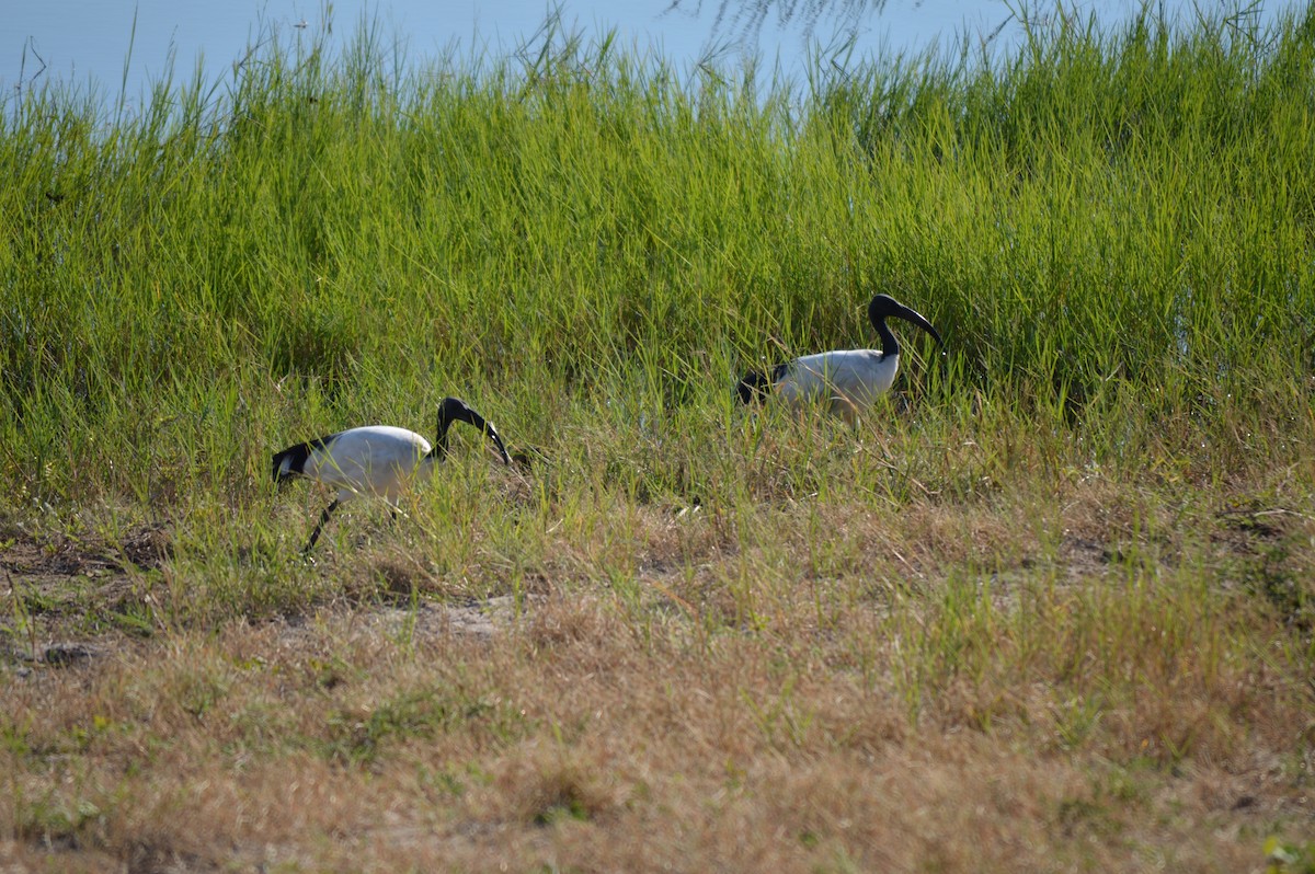 African Sacred Ibis - Kendrick DeBoer