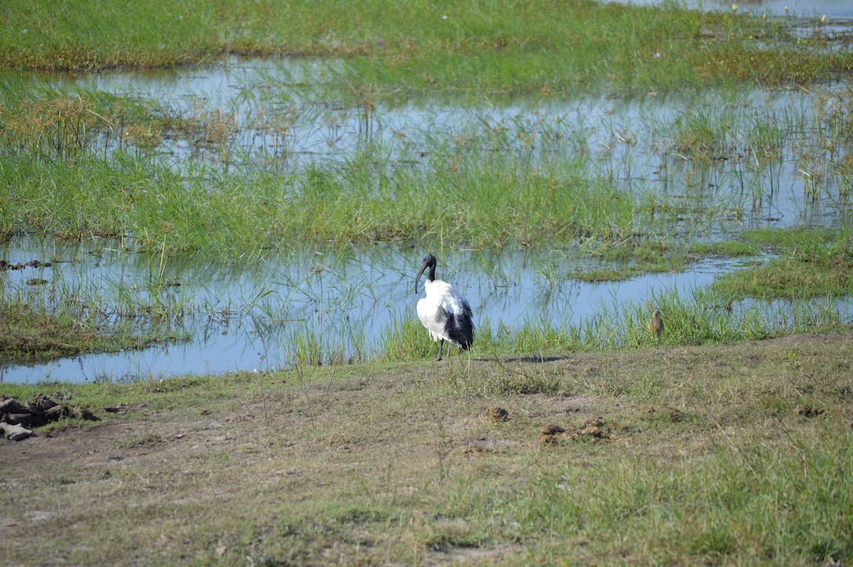 African Sacred Ibis - ML614373241