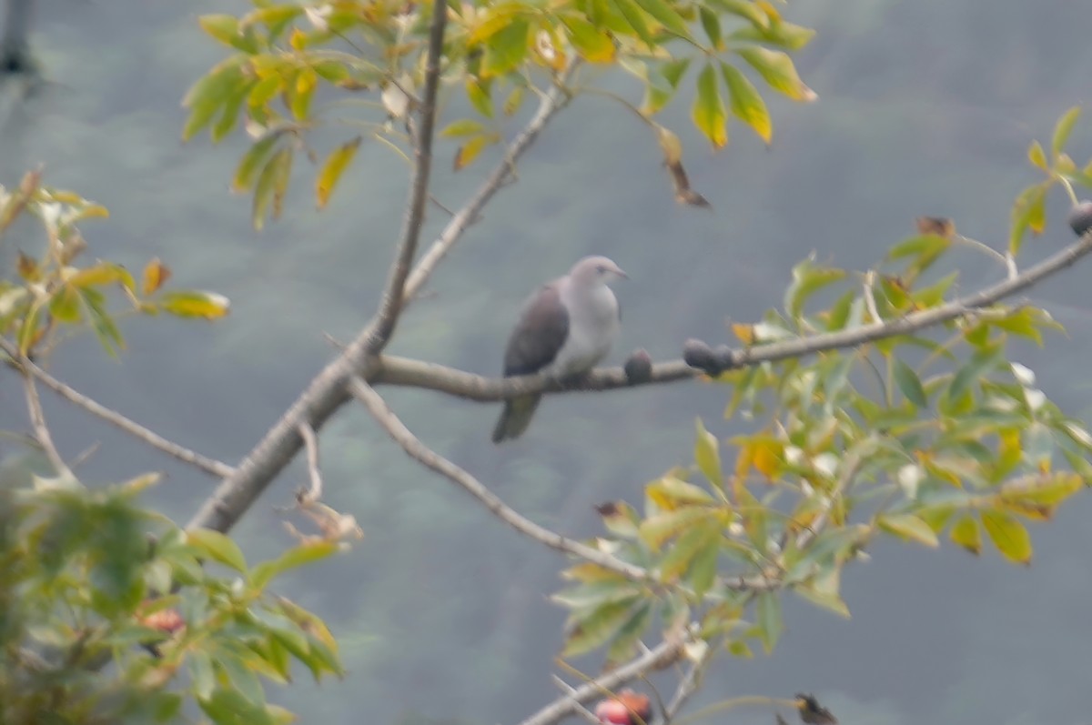 Mountain Imperial-Pigeon - ML614373250