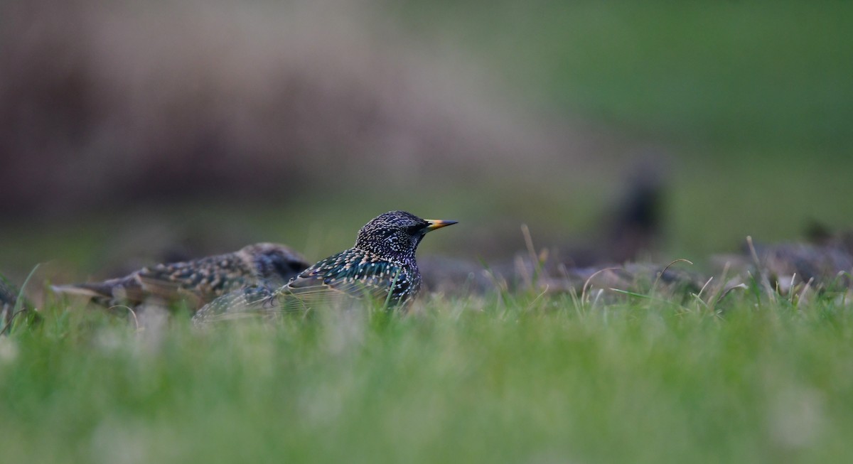 European Starling - ML614373307