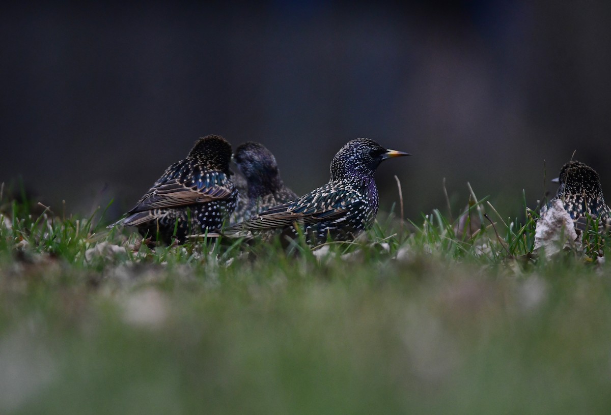 European Starling - ML614373308