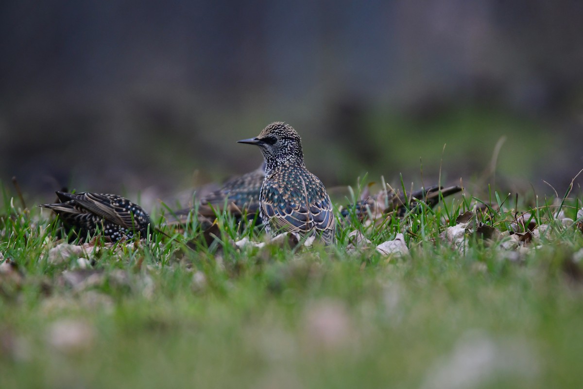 European Starling - ML614373309