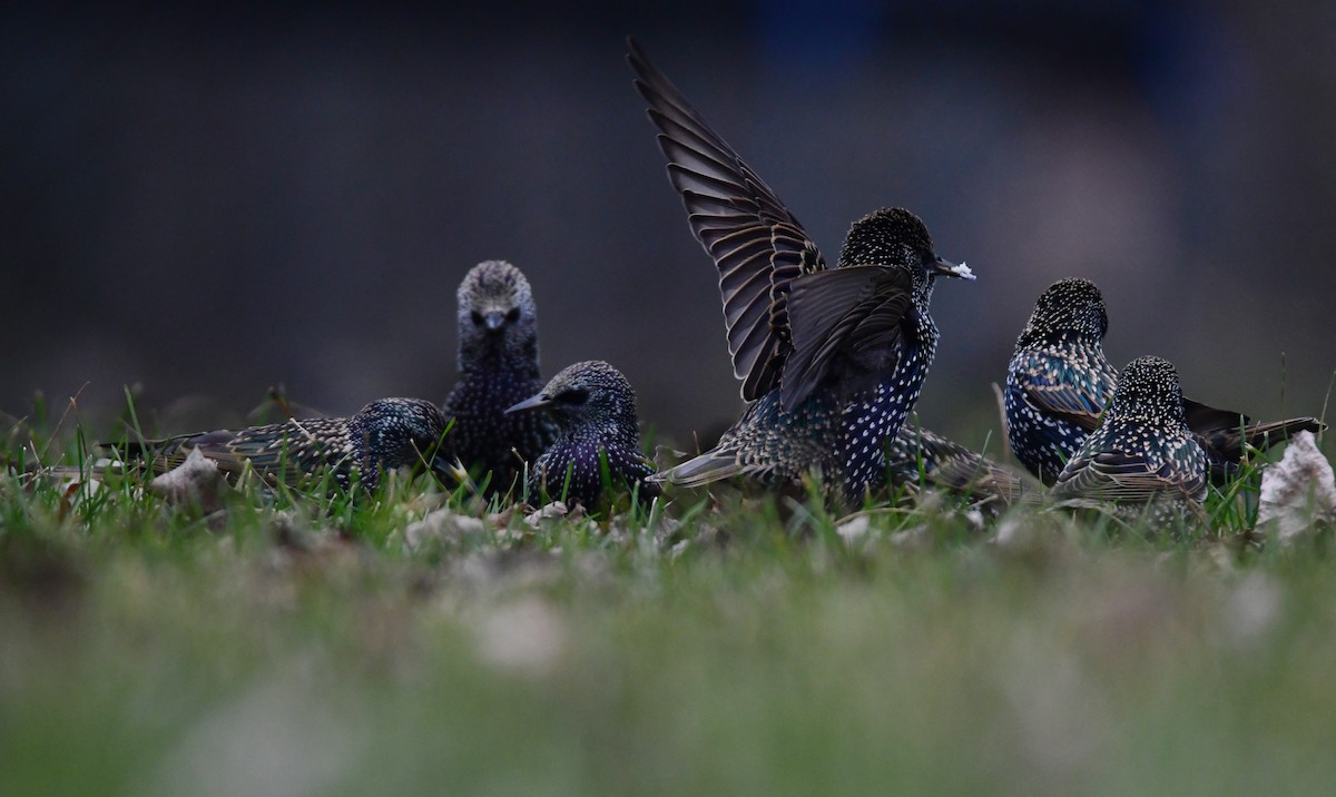 European Starling - ML614373314