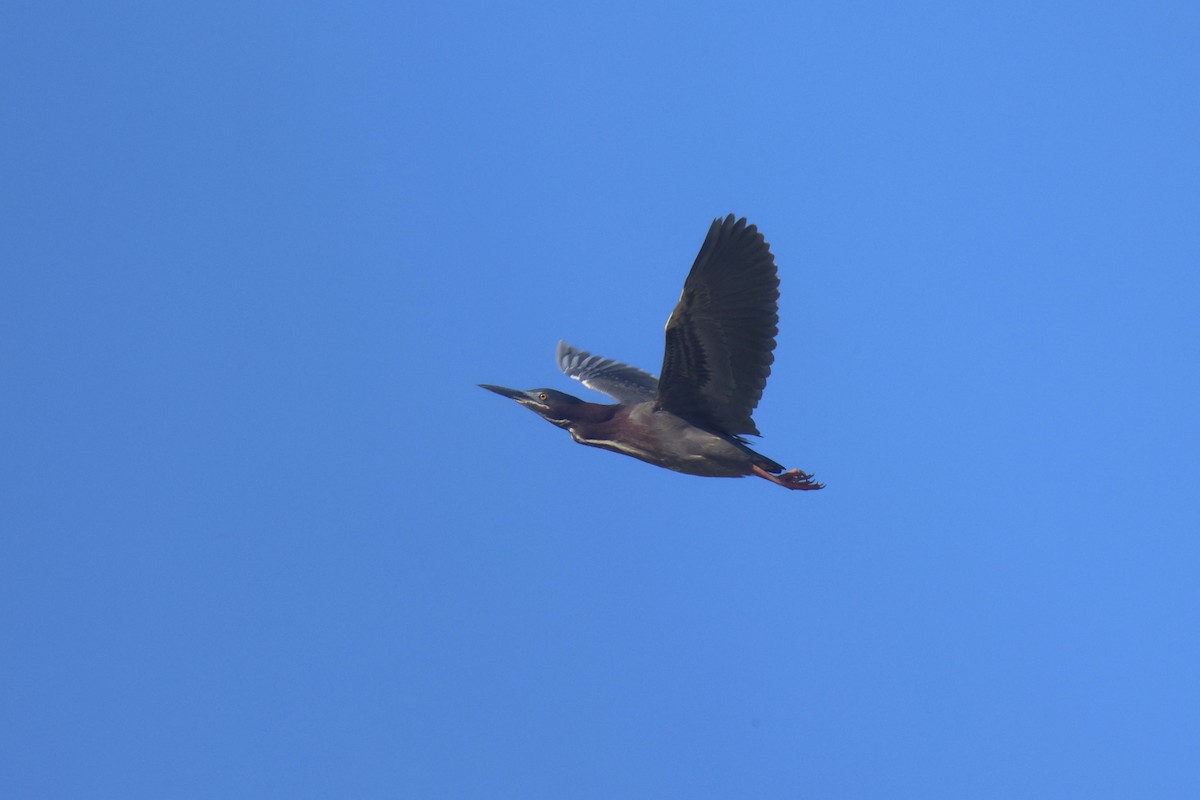 Green Heron - Jack Kew