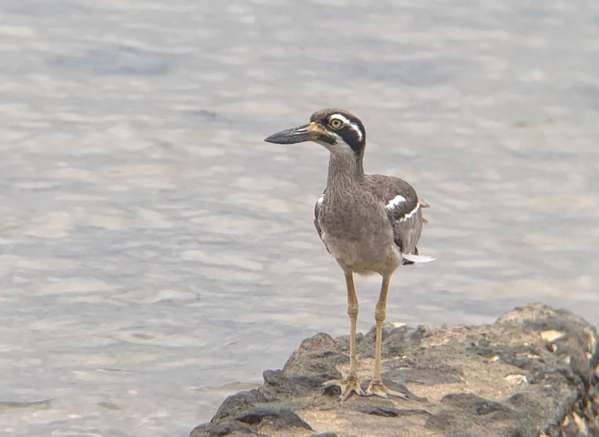 Beach Thick-knee - Rhys  Davies