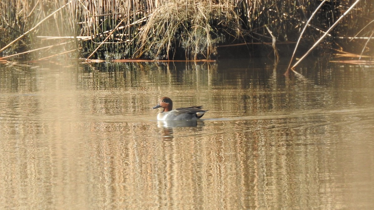 Green-winged Teal - Vincent Glasser