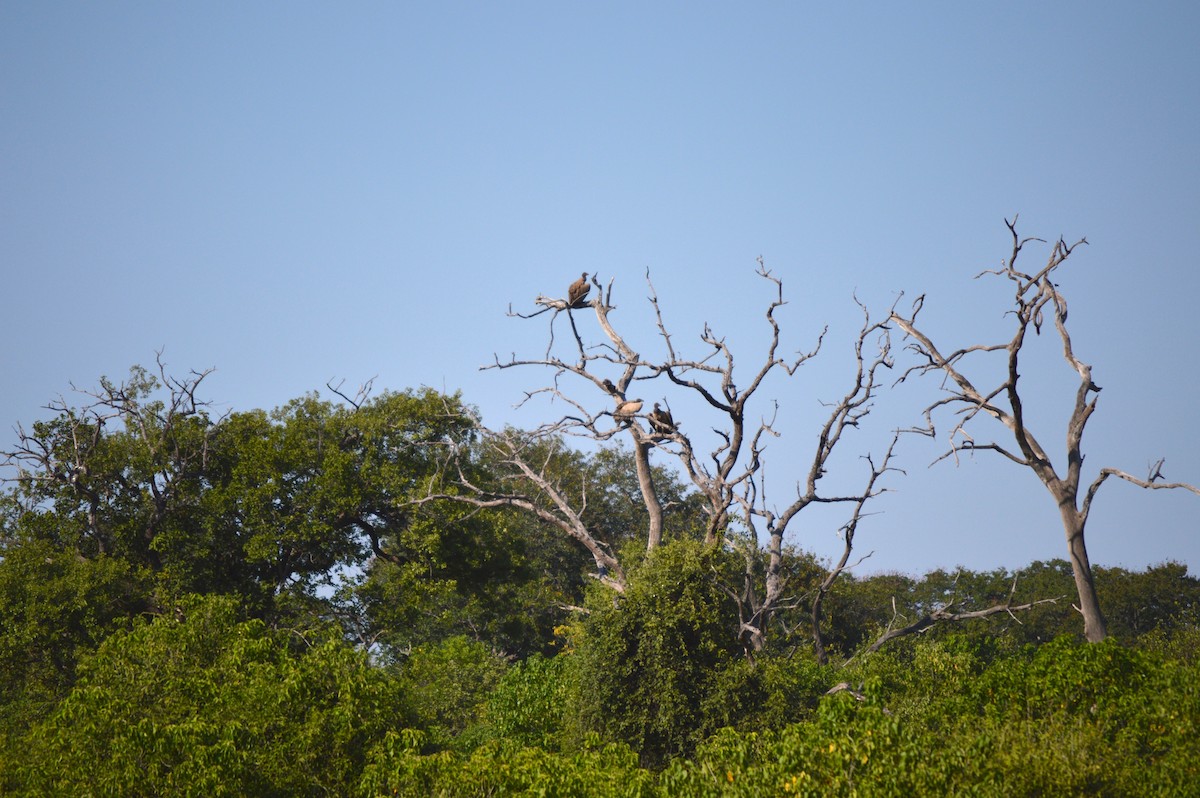 White-backed Vulture - Kendrick DeBoer