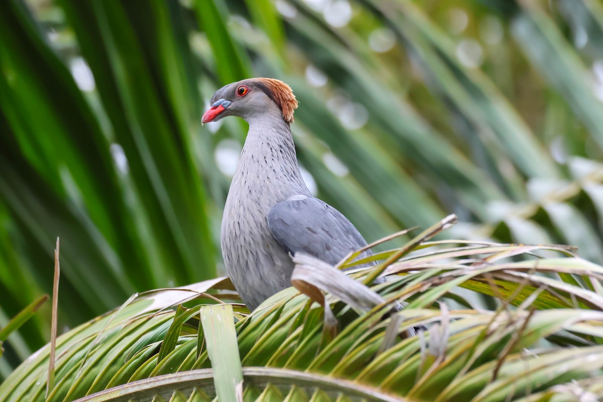 Topknot Pigeon - ML614373526