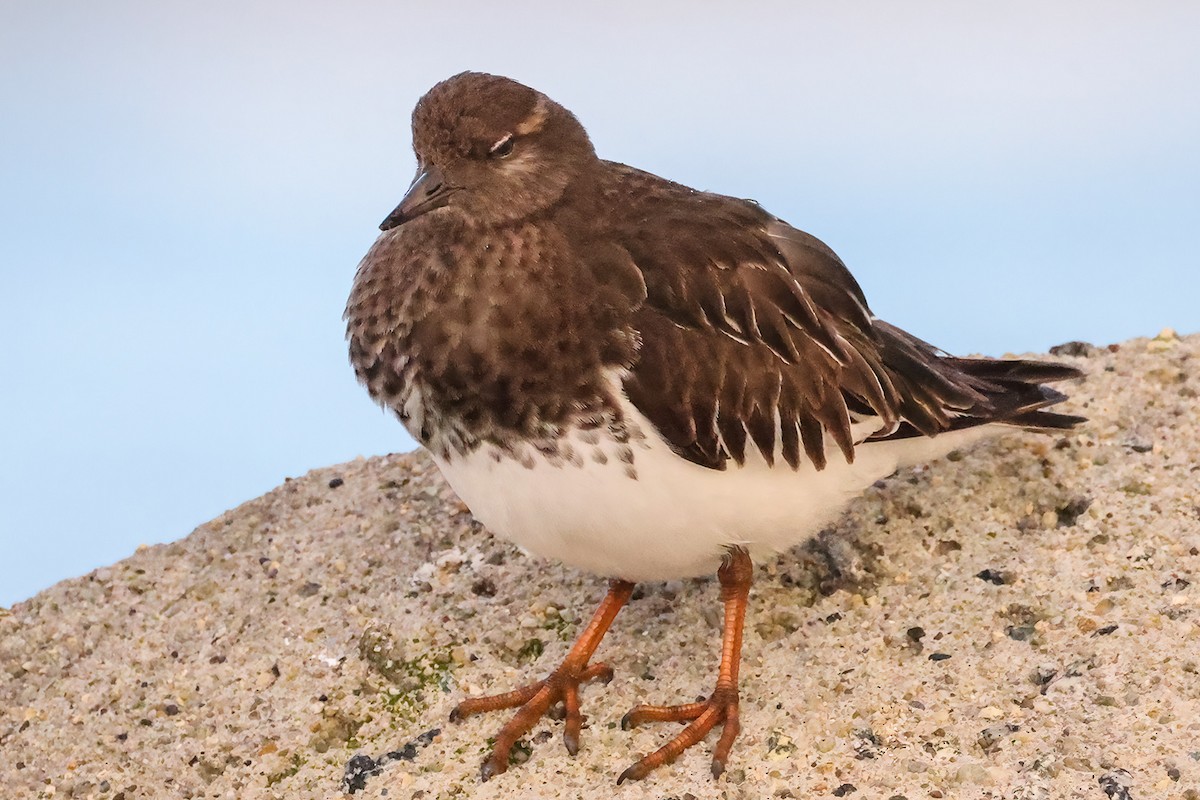 Black Turnstone - ML614373554