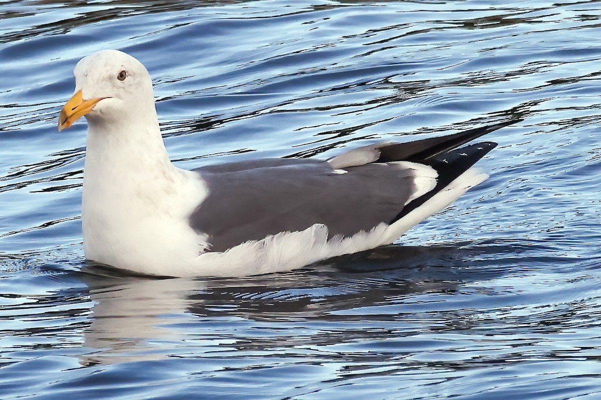 Western Gull - ML614373602