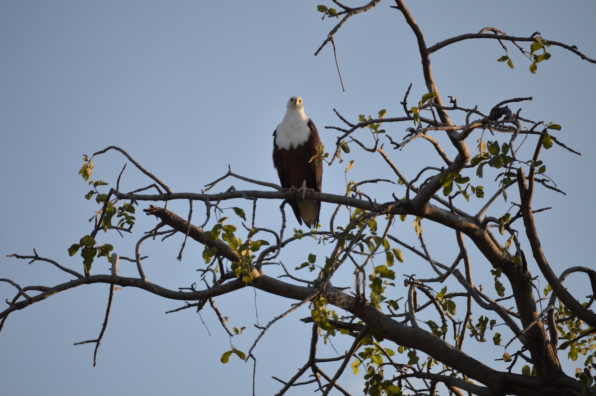 African Fish-Eagle - Kendrick DeBoer