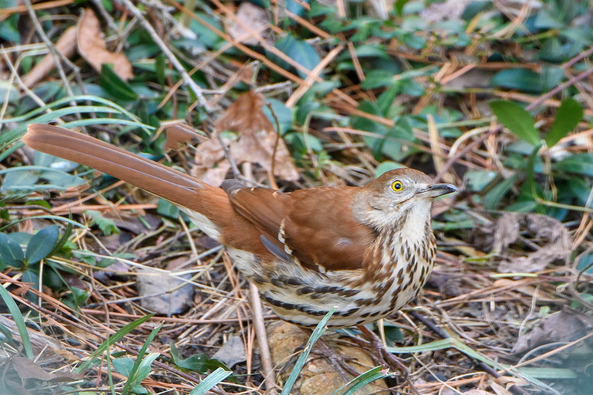 Brown Thrasher - ML614373630