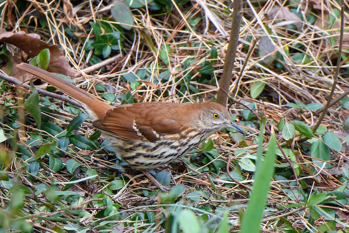 Brown Thrasher - ML614373631