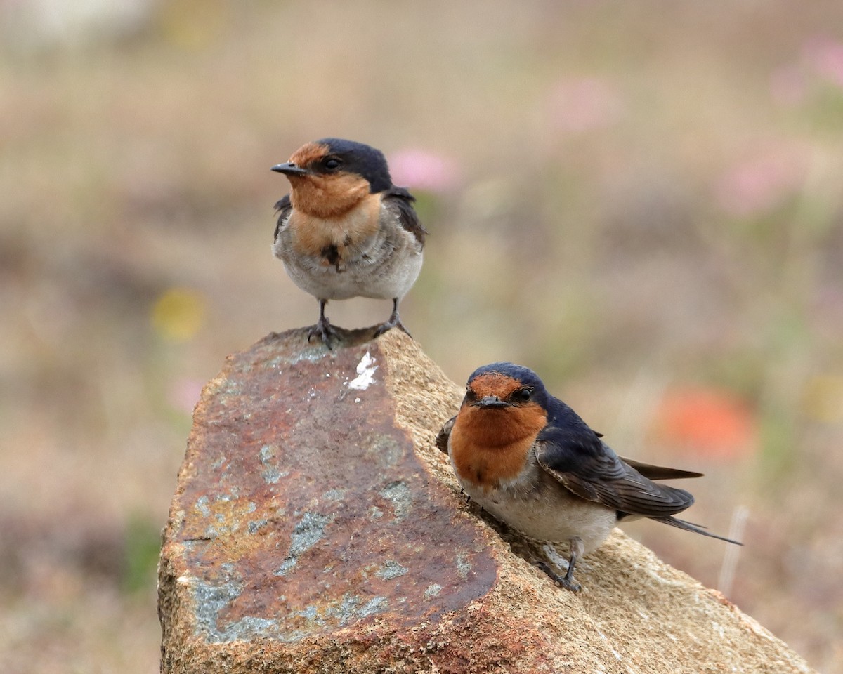 Hirondelle messagère - ML614373633