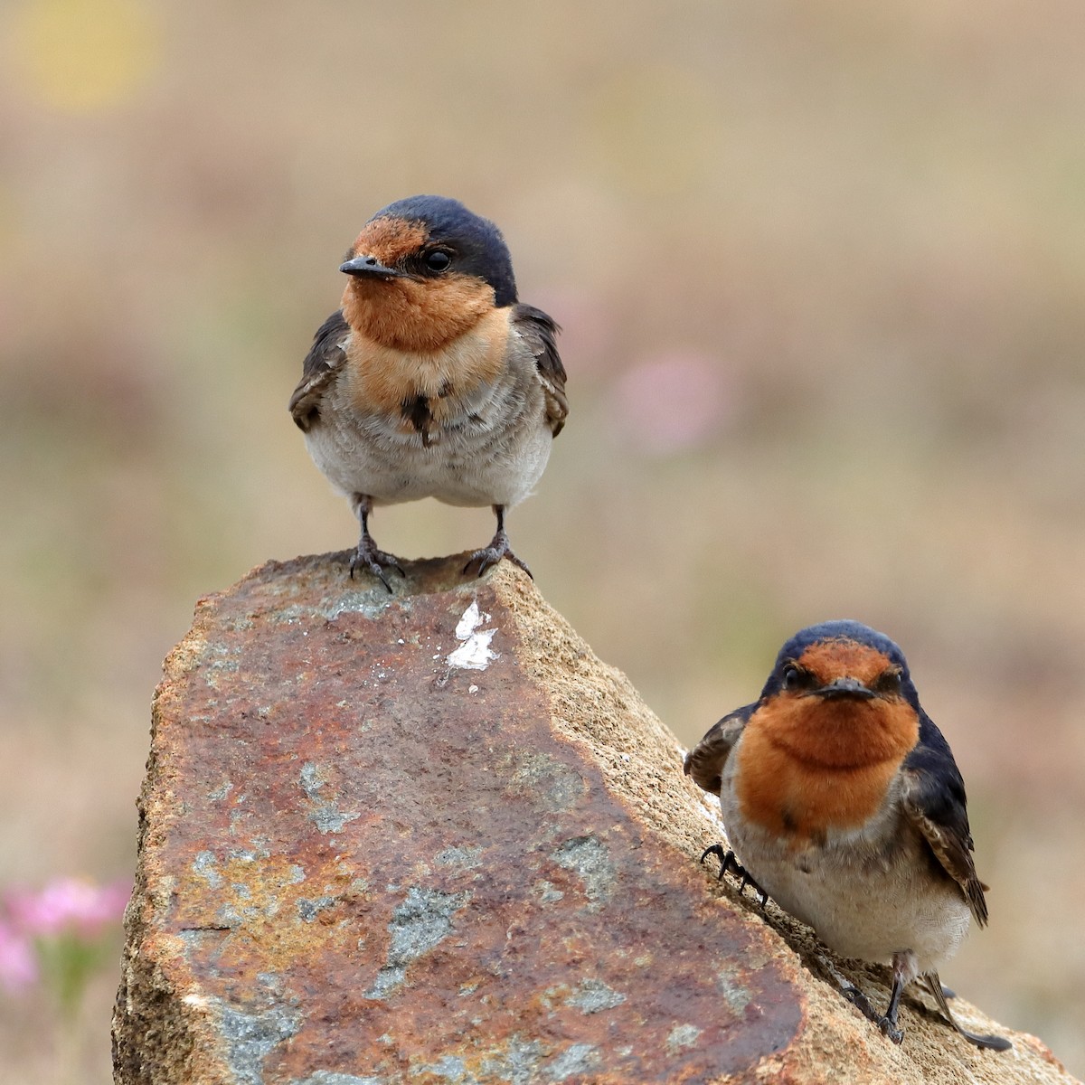 Golondrina Australiana - ML614373634