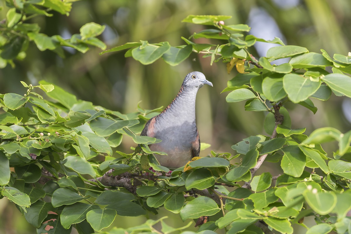 Bar-shouldered Dove - ML614373642