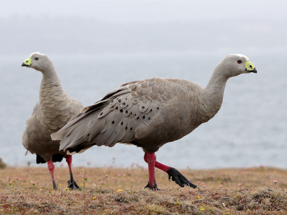 Cape Barren Goose - Rolo Rodsey
