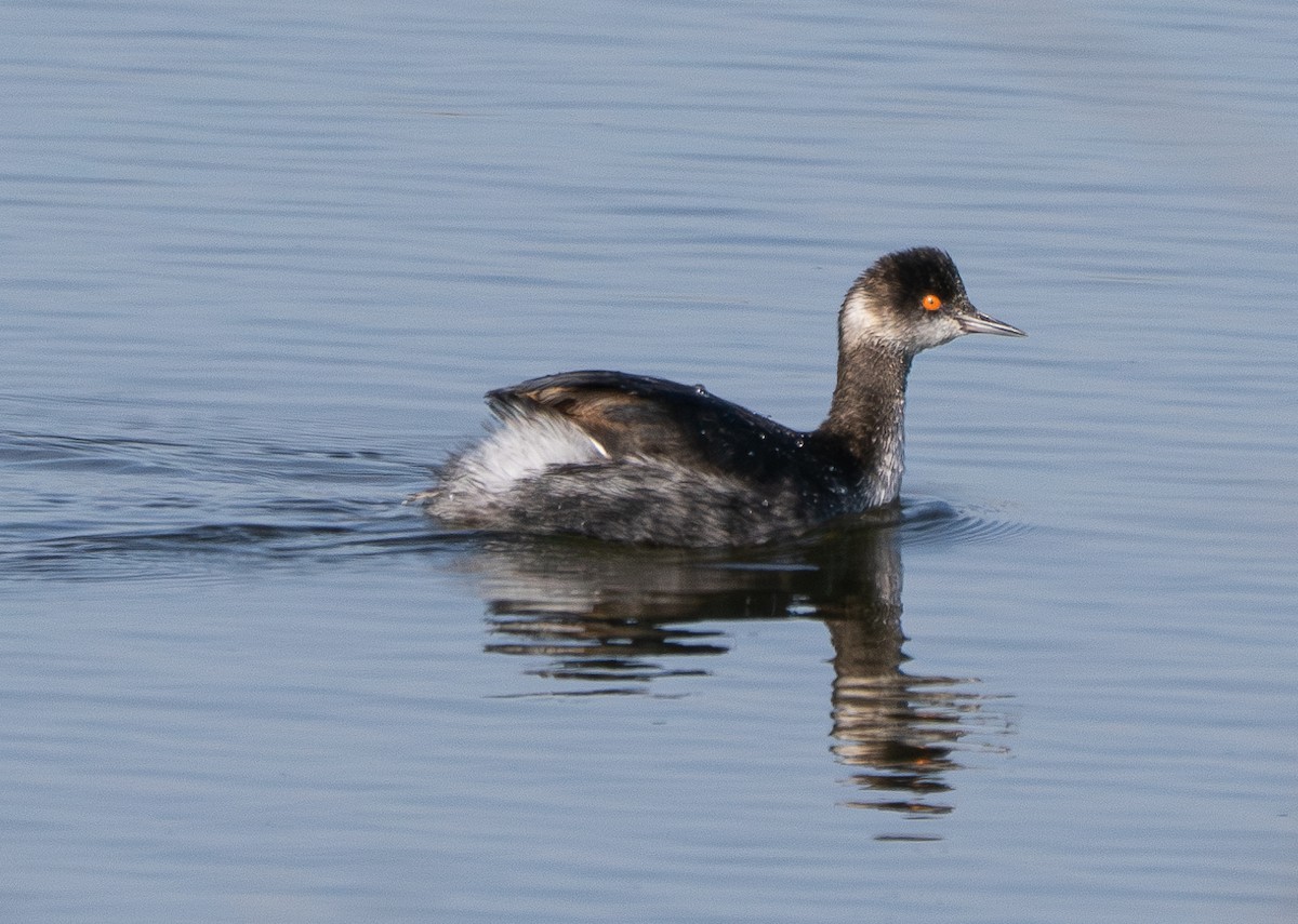 Eared Grebe - ML614373754