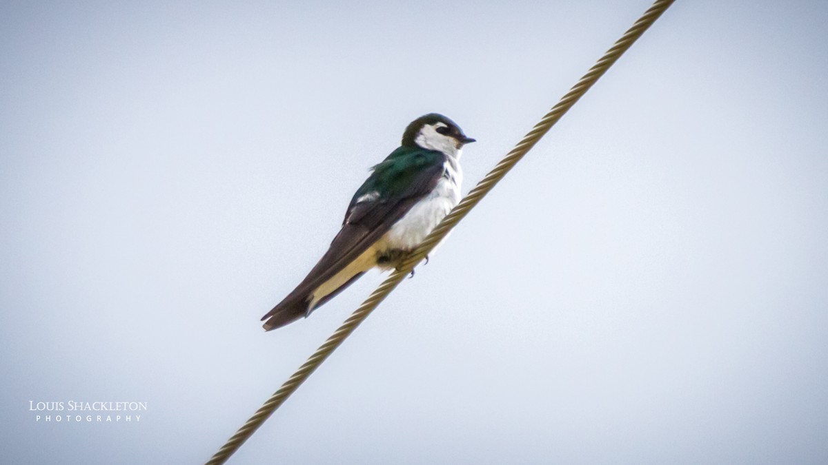 Violet-green Swallow - Louis Shackleton