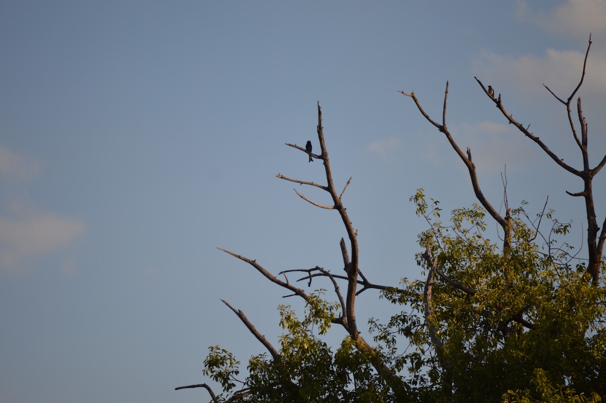 Fork-tailed Drongo - Kendrick DeBoer