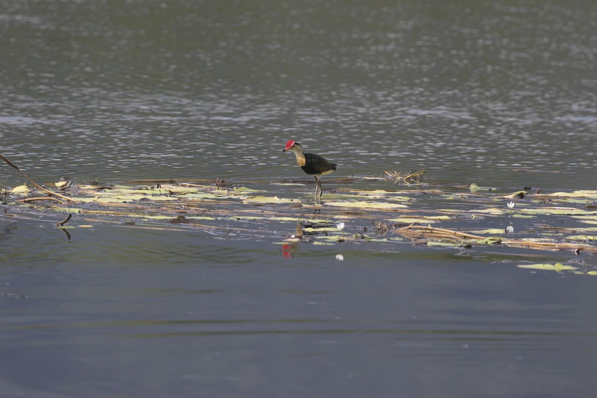 Comb-crested Jacana - ML614373812