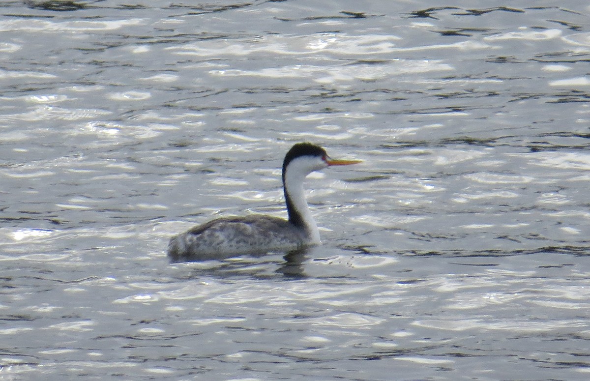 Clark's Grebe - ML614373820